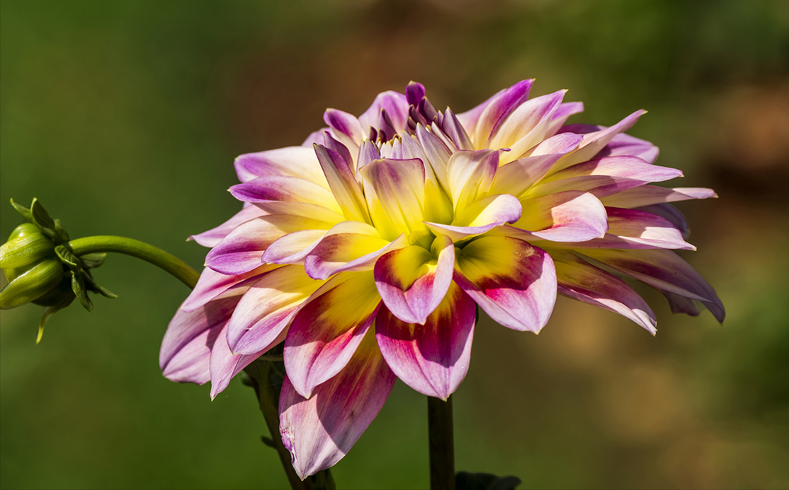 Dahlia