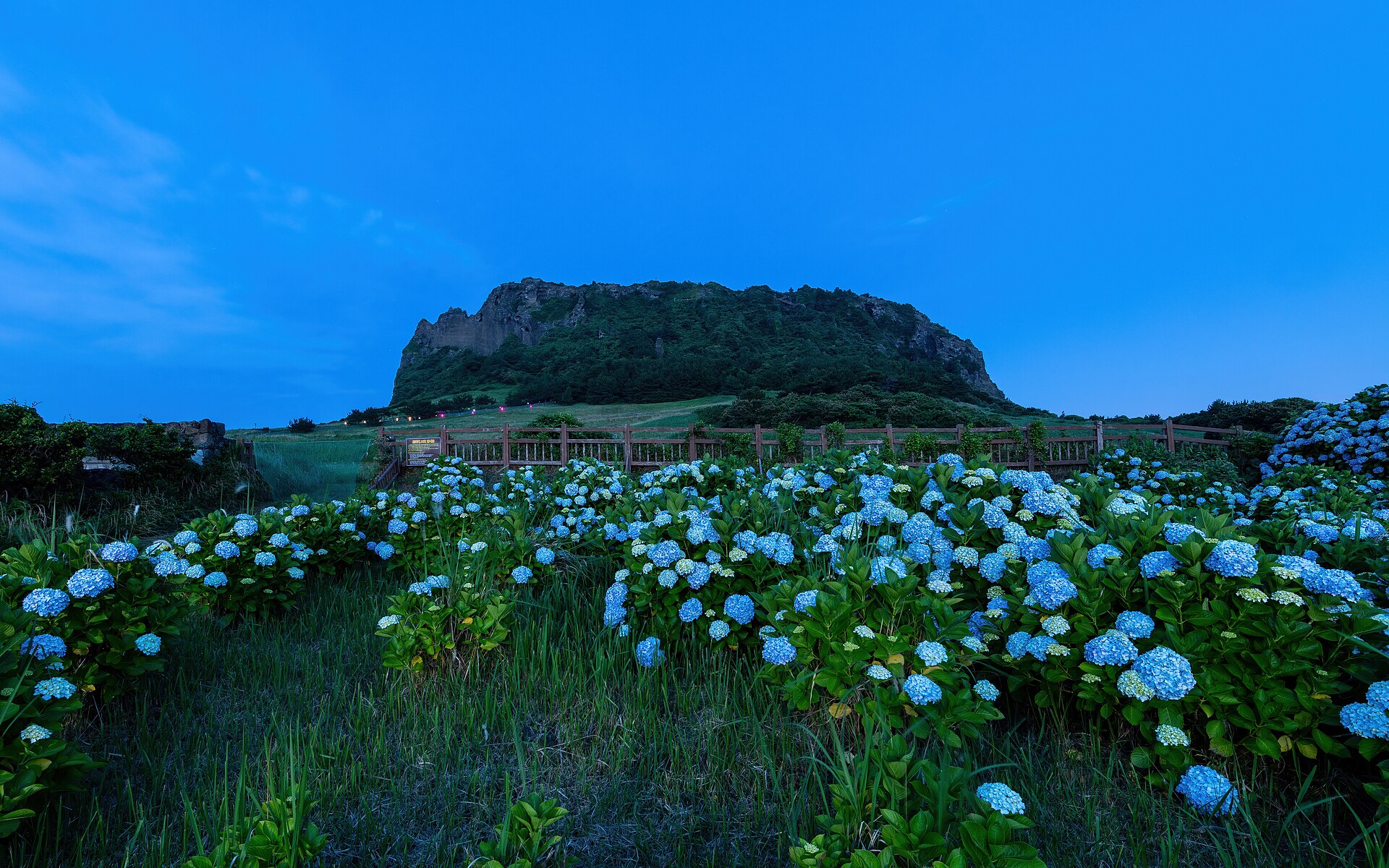 Blue hydrangea