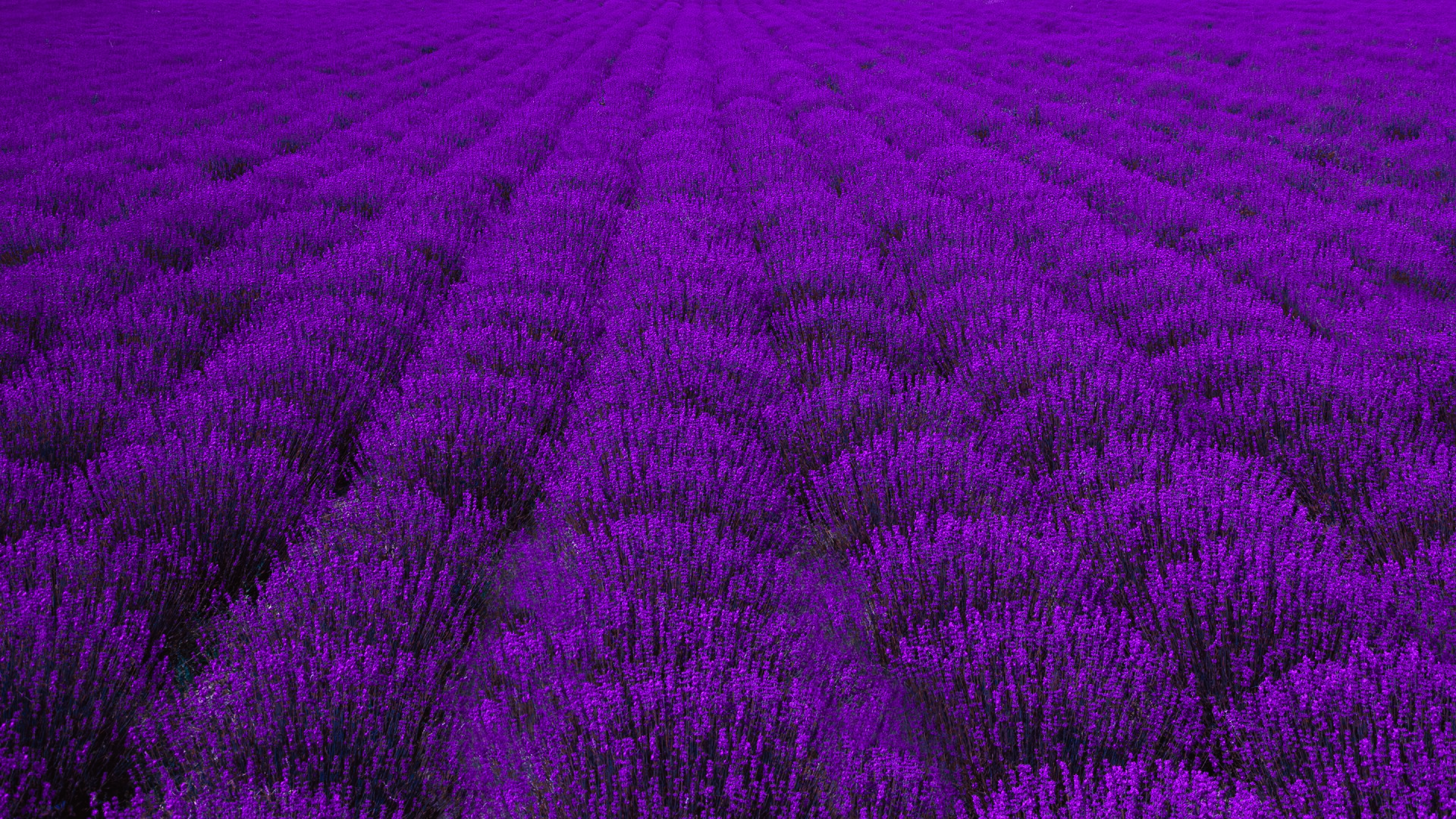 Lavender field