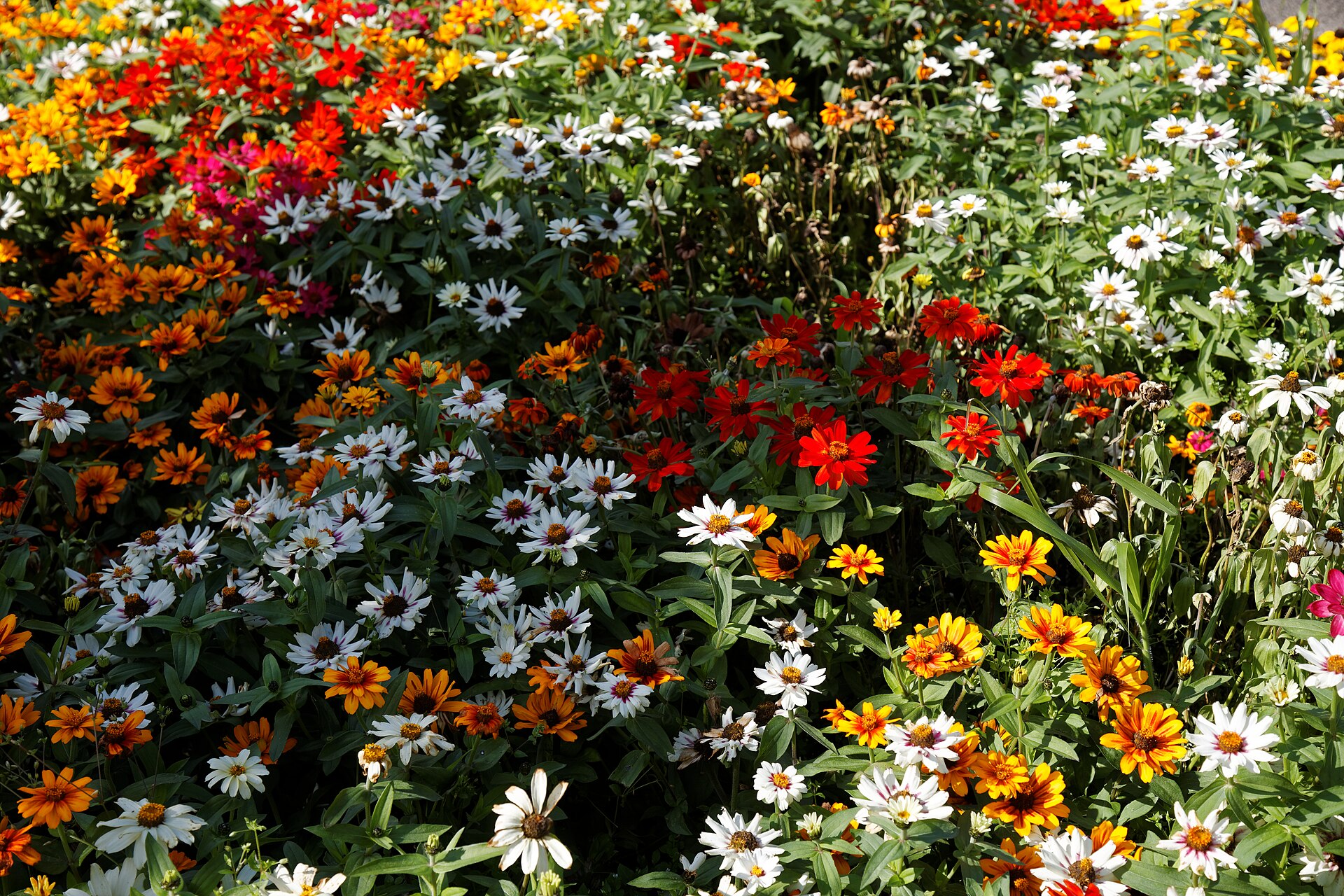 A colorful mixed flower garden