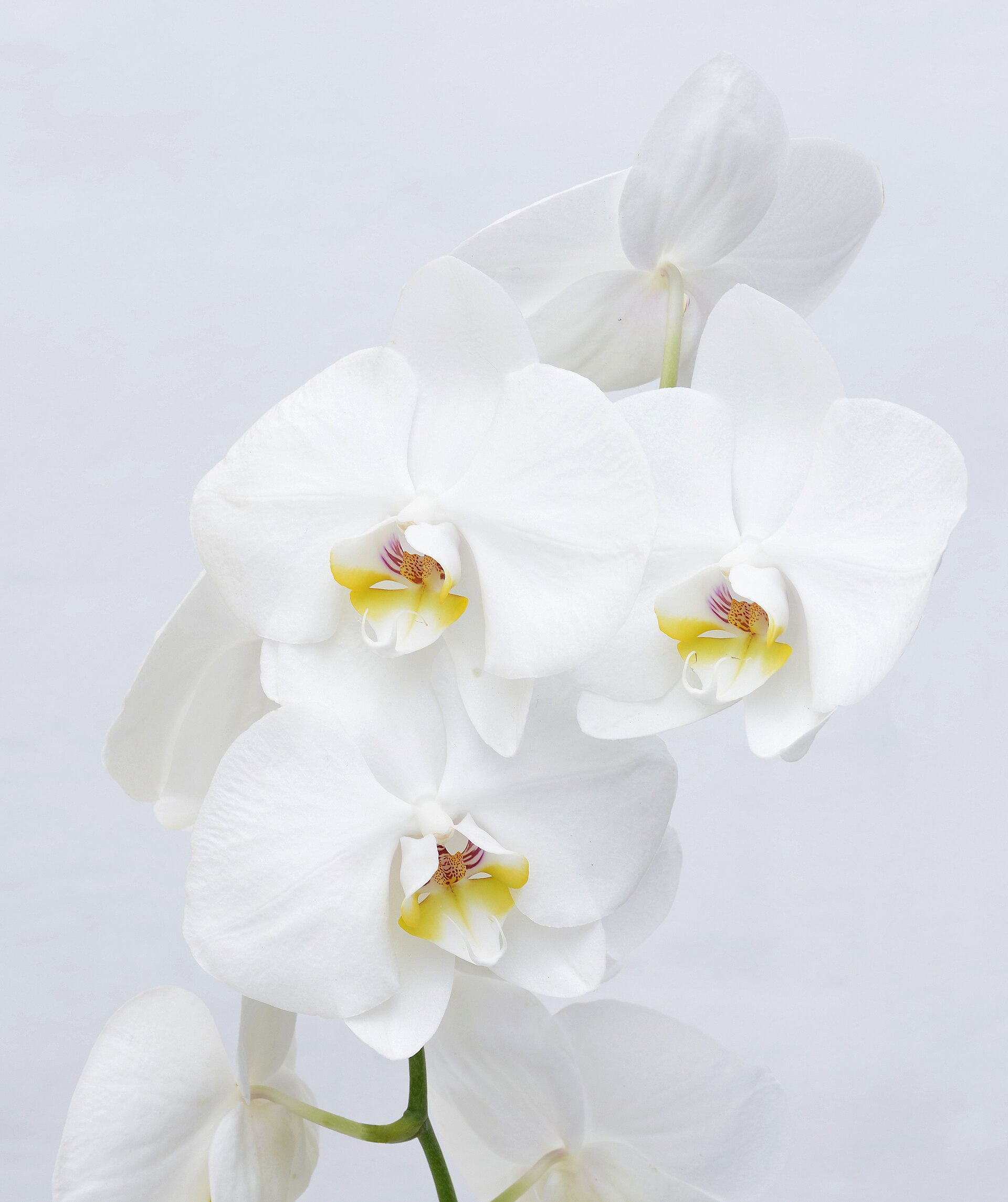 Orchid
