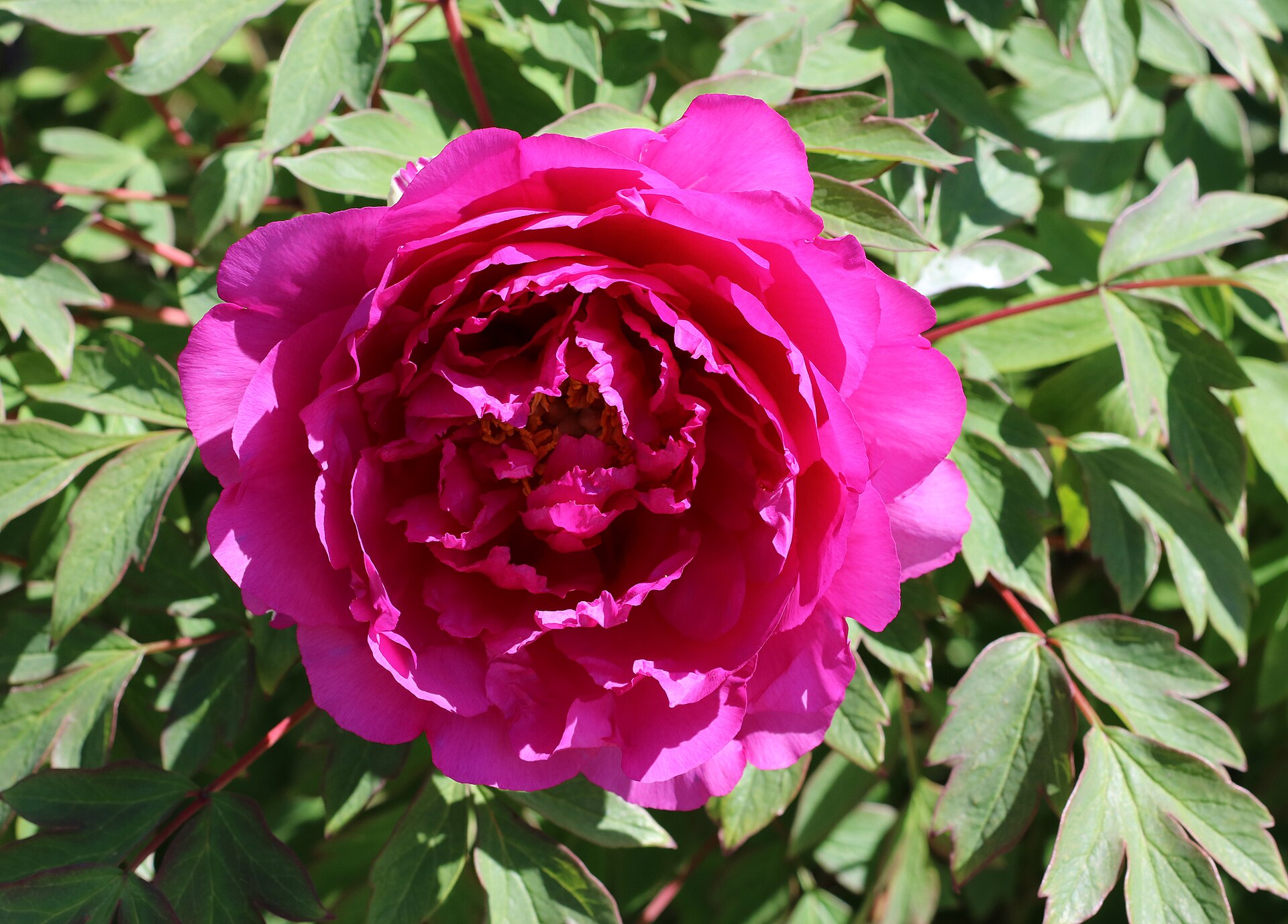 Peony